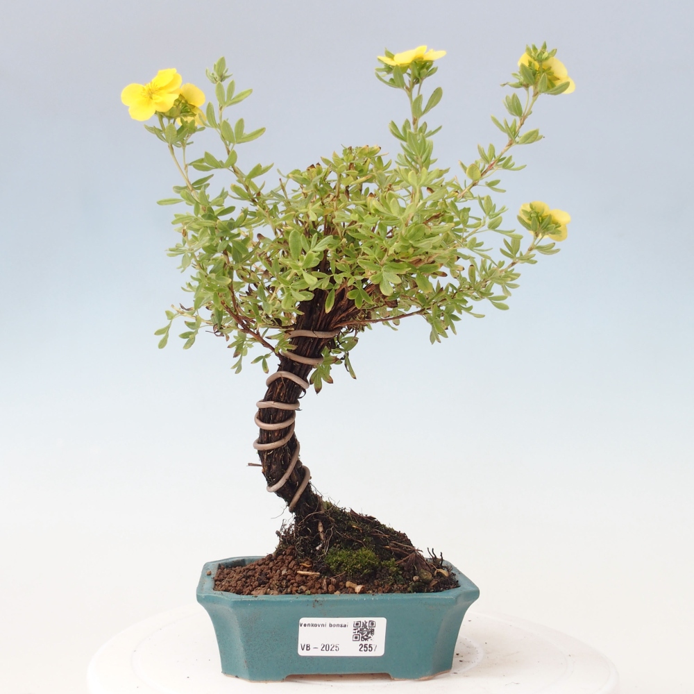 Bonsai für draußen - Potentila fruticosa gelber Vogel