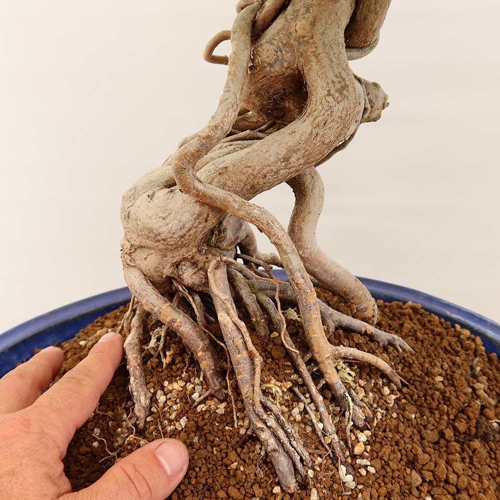 Bonsai für draußen - Karpinus Coreana - Koreanische Hainbuche