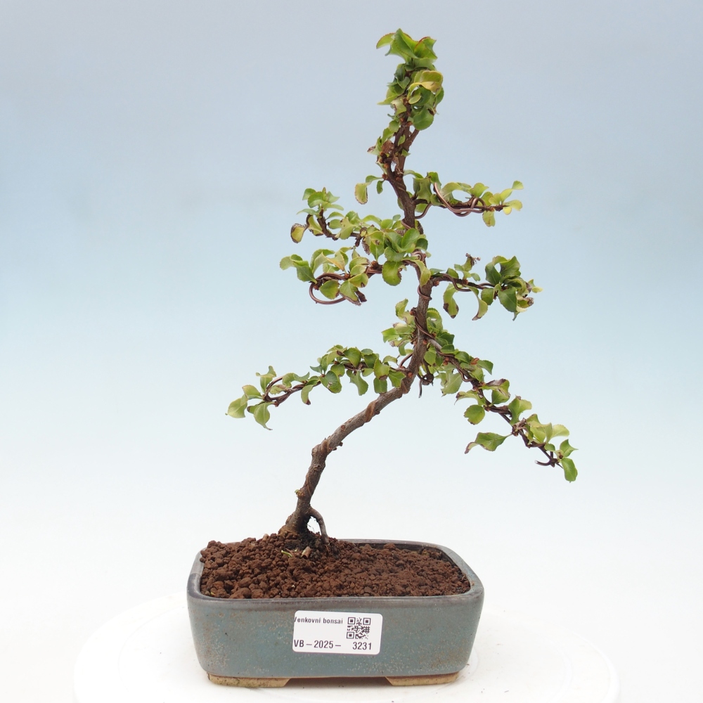 Bonsai für draußen - Chaneomeles s. Red Joy - Quitte