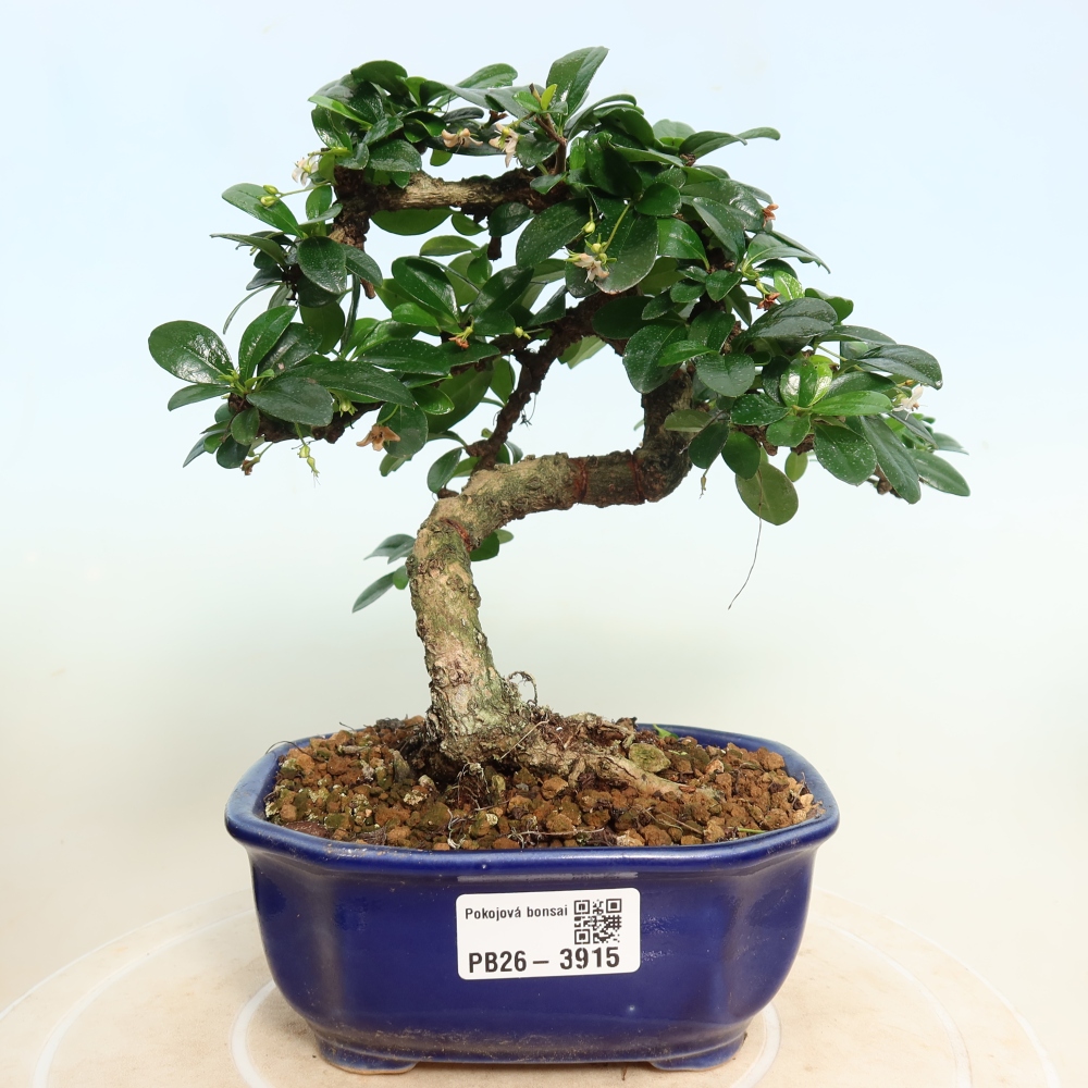 Zimmer-Bonsai - Carmona macrophylla - Tee-Fuki
