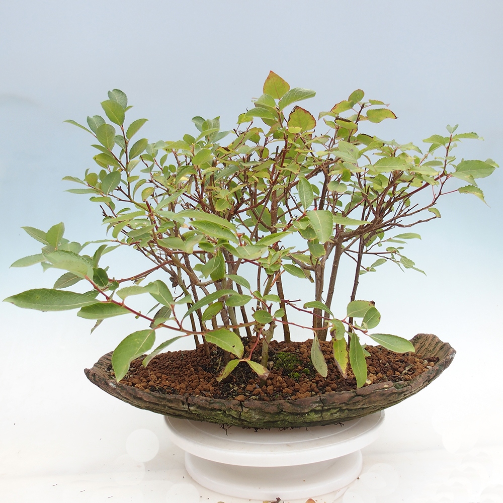 Bonsai für draußen - Salix - Weide
