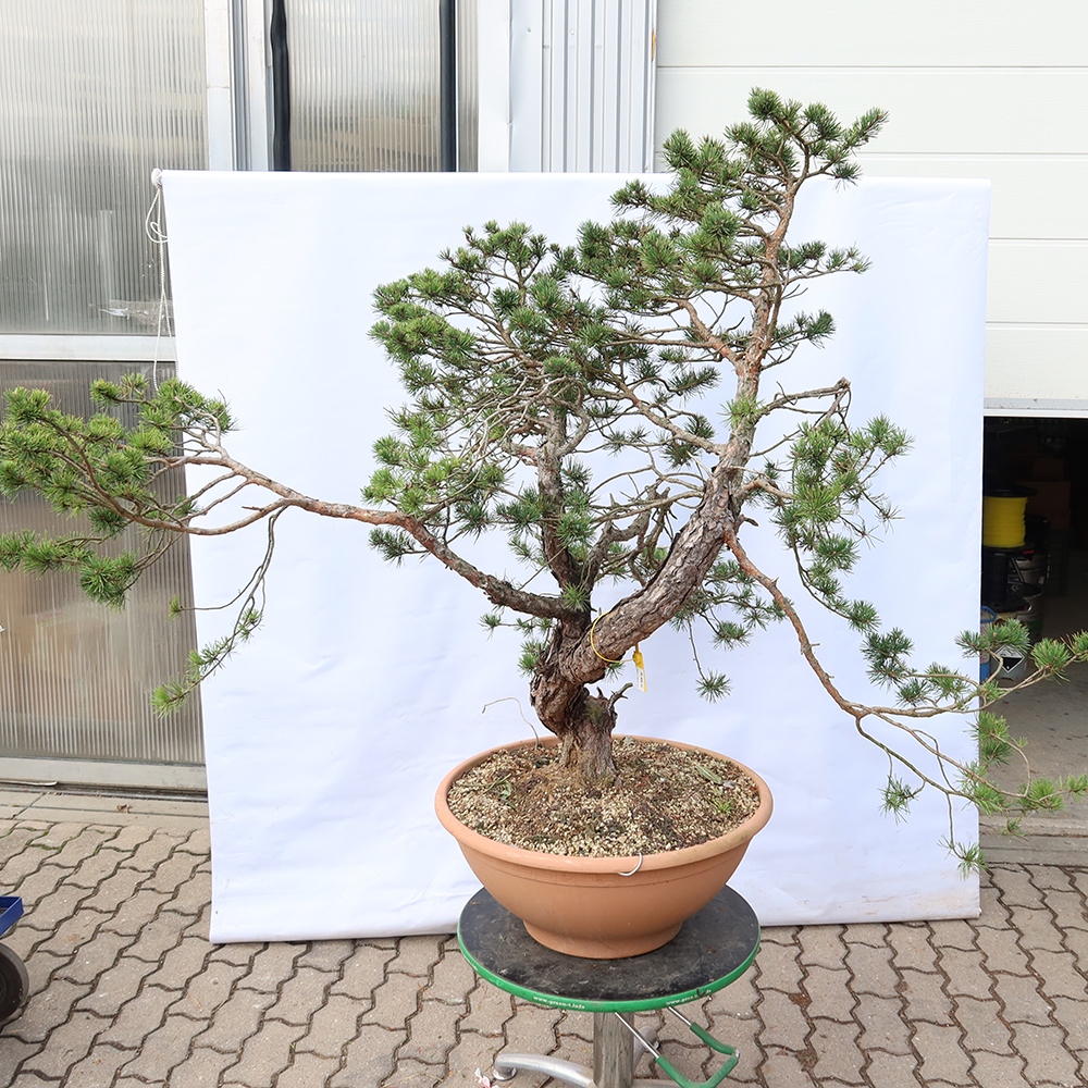 Pinus sylvestris Spanien – Waldkiefer