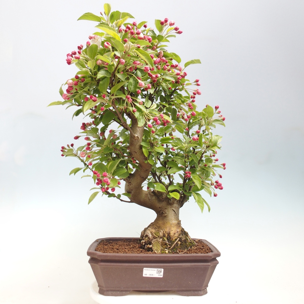 Outdoor-Bonsai -Malus halliana - Kleinfrüchtiger Apfelbaum