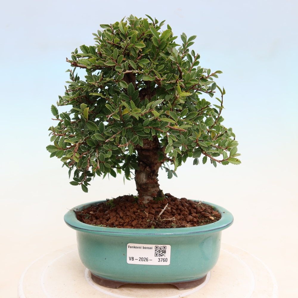 Bonsai für draußen - Zelkova - Zelkova NIRE
