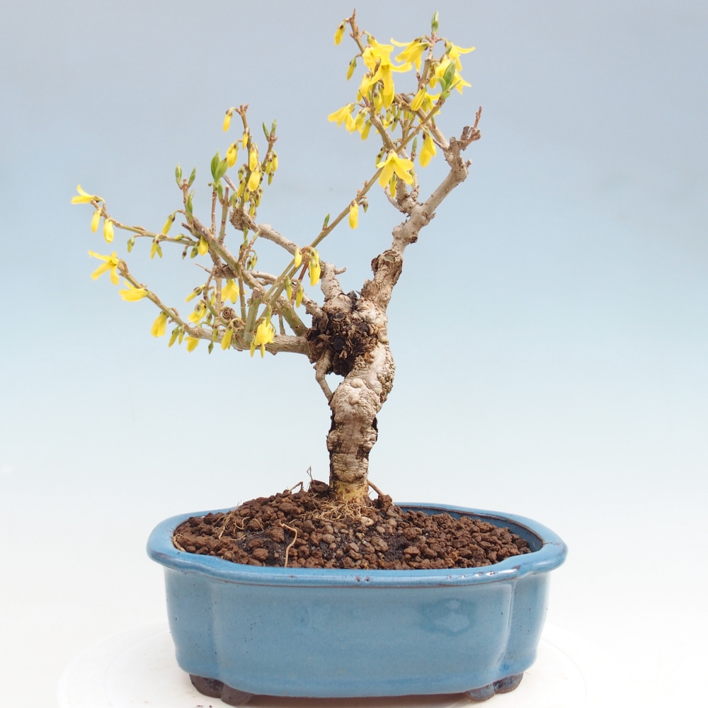 Bonsai für draußen - Zlatice - Forsythia koreana