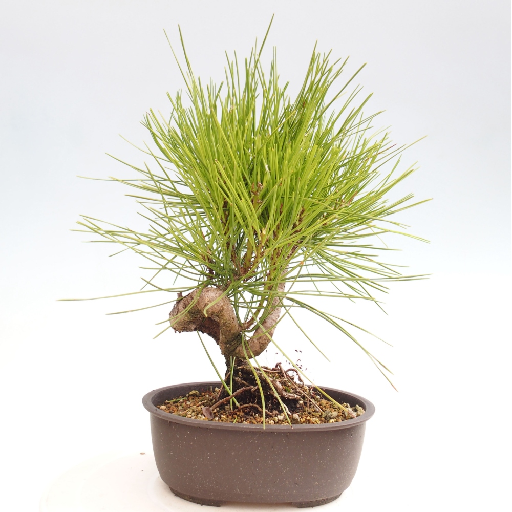 Bonsai für draußen - Pinus thunbergii - Thunberg-Kiefer