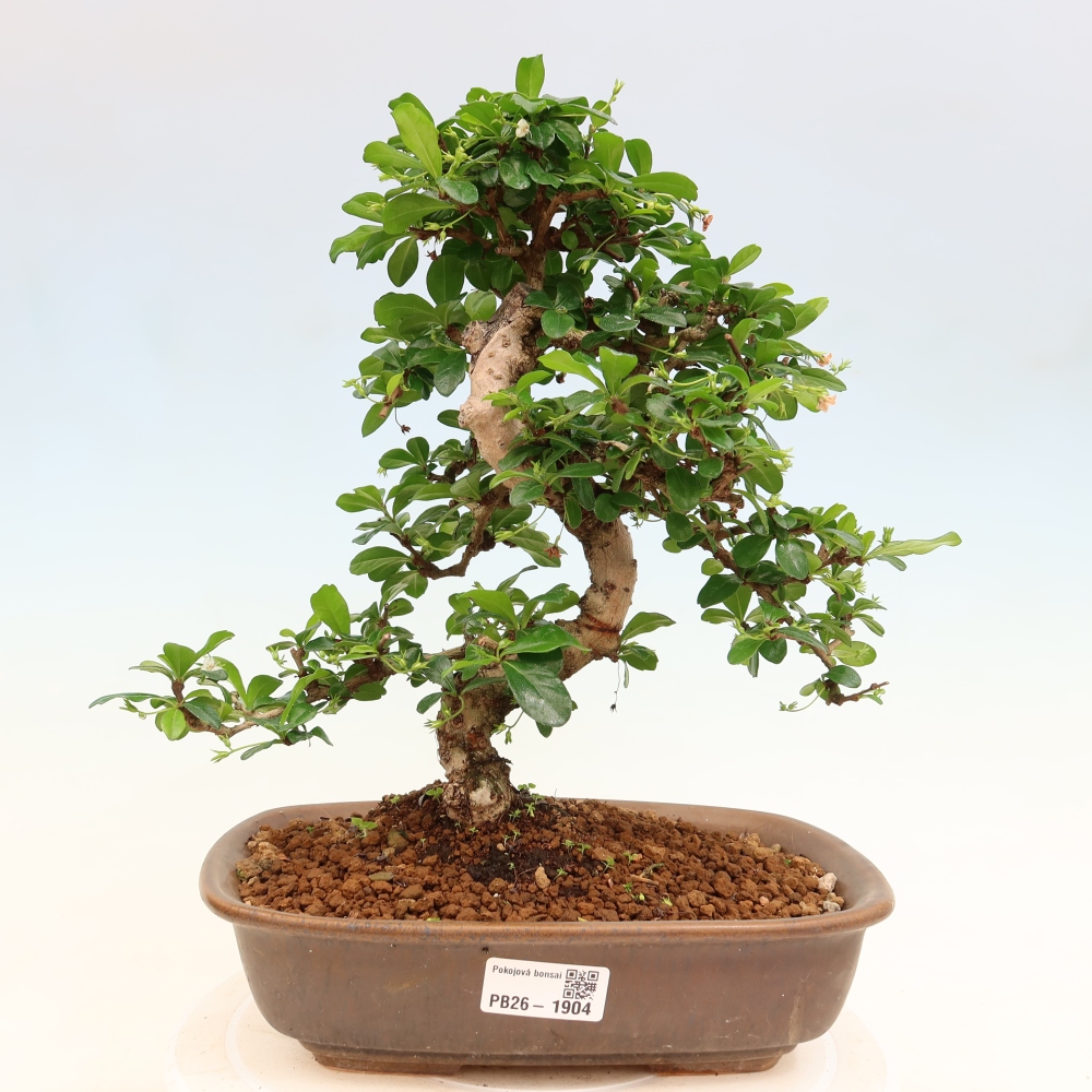 Zimmer-Bonsai - Carmona macrophylla - Tee-Fuki