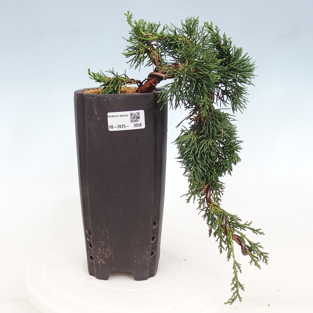 Bonsai für draußen - Juniperus chinensis Kishu