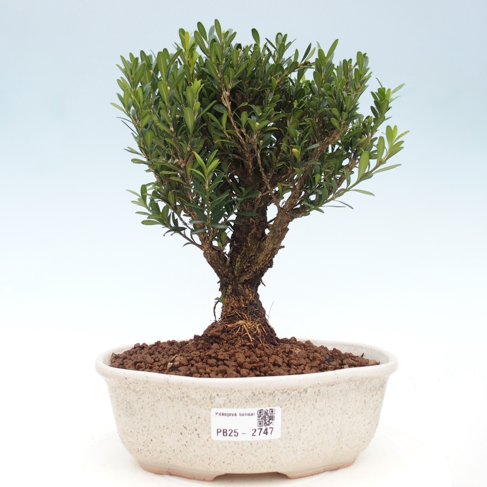 Zimmer Bonsai - Buxus harlandii - Korkbuxus