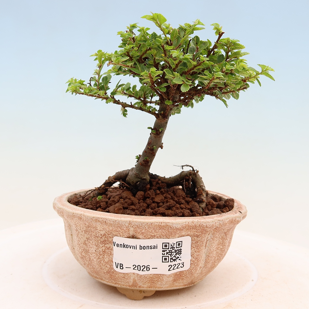 Bonsai für draußen - Ulmus parvifolia Sagei - Kleinblättrige Ulme