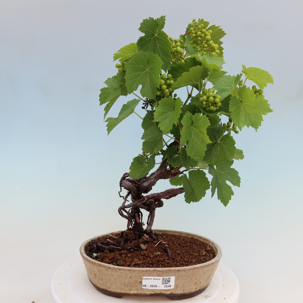 Bonsai im Freien – Weinrebe – Vitis vinifera 