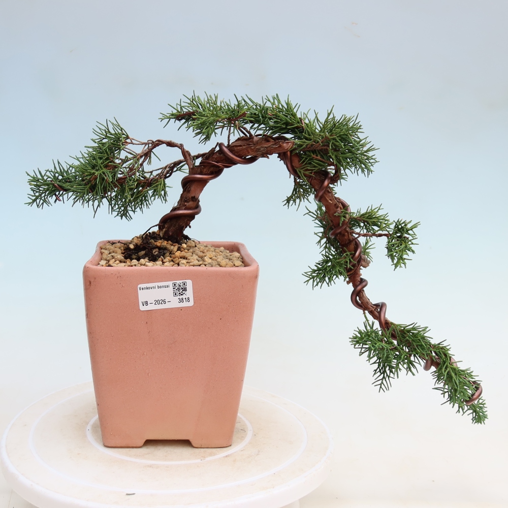 Bonsai für draußen - Juniperus chinensis Kishu