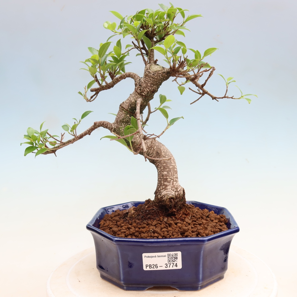 Zimmerbonsai - Ficus kimmen - Kleinblättriger Ficus