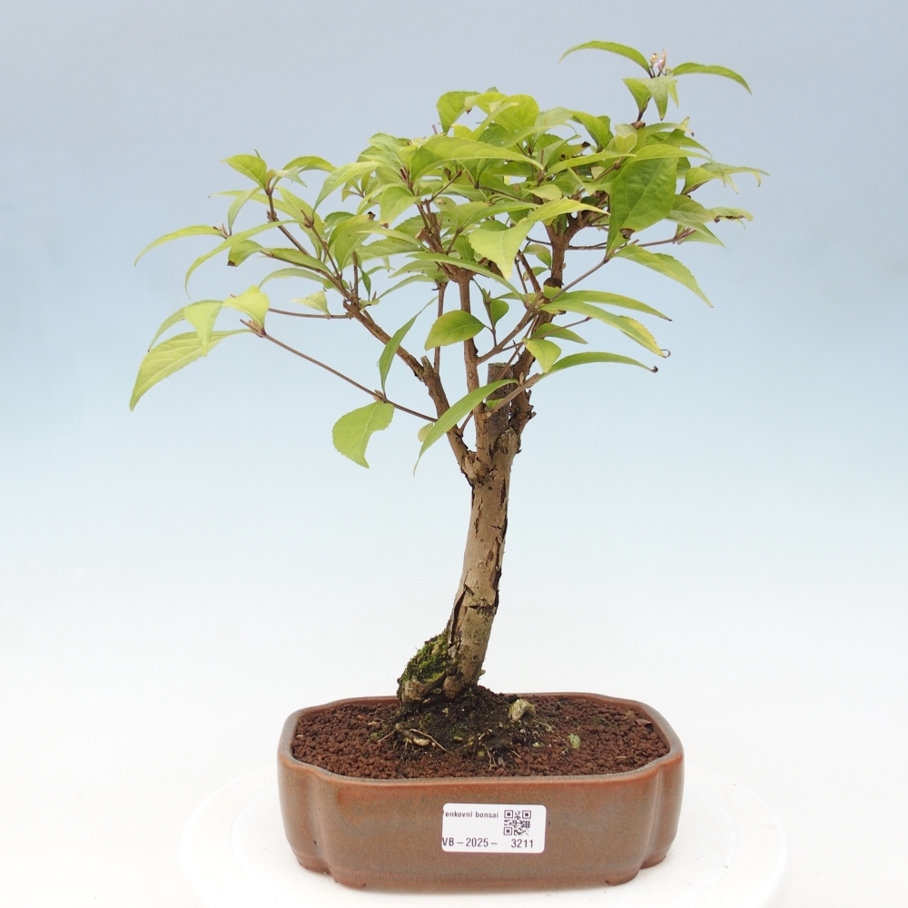 Bonsai für draußen - Callicarpa japonica