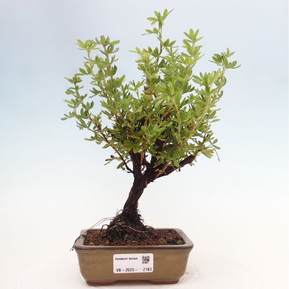Bonsai für draußen - Potentila fruticosa gelber Vogel