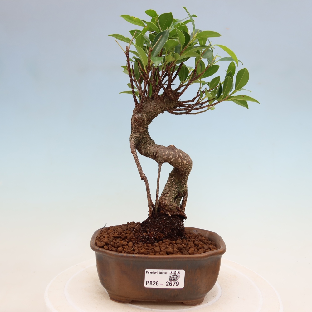 Zimmerbonsai - Ficus kimmen - Kleinblättriger Ficus