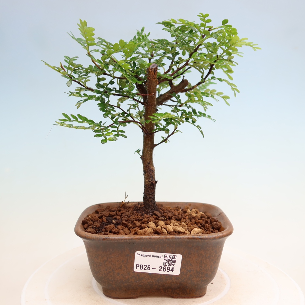 Zimmer Bonsai - Zantoxylum piperitum - Pfefferbaum