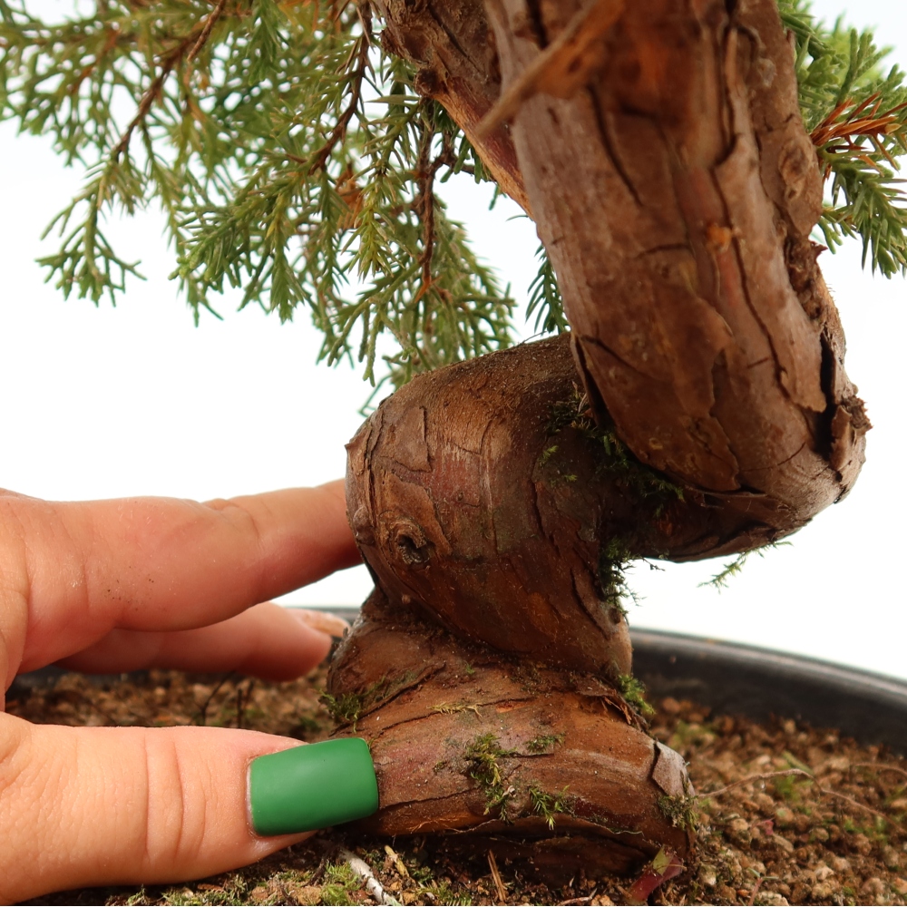 Bonsai für draußen - Juniperus chinensis Itoigawa-Juniperus chinensis