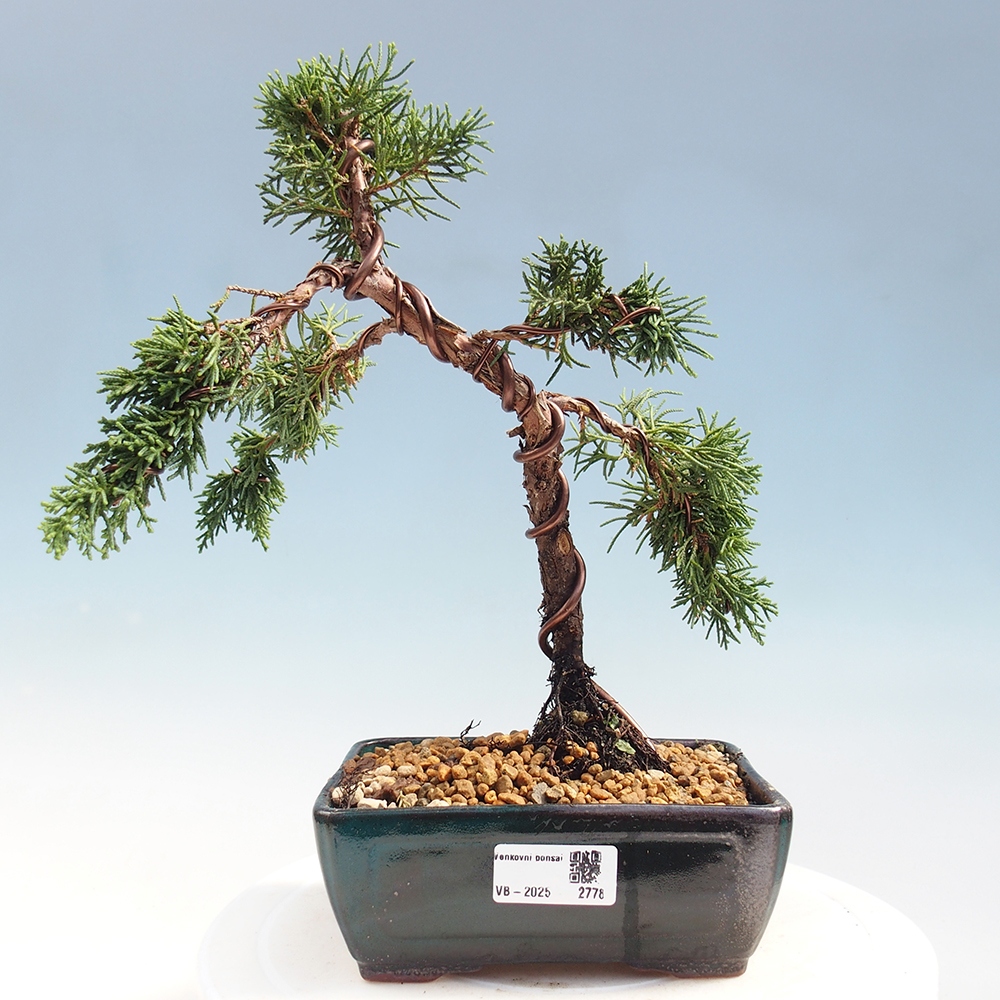 Bonsai für draußen - Juniperus chinensis Kishu