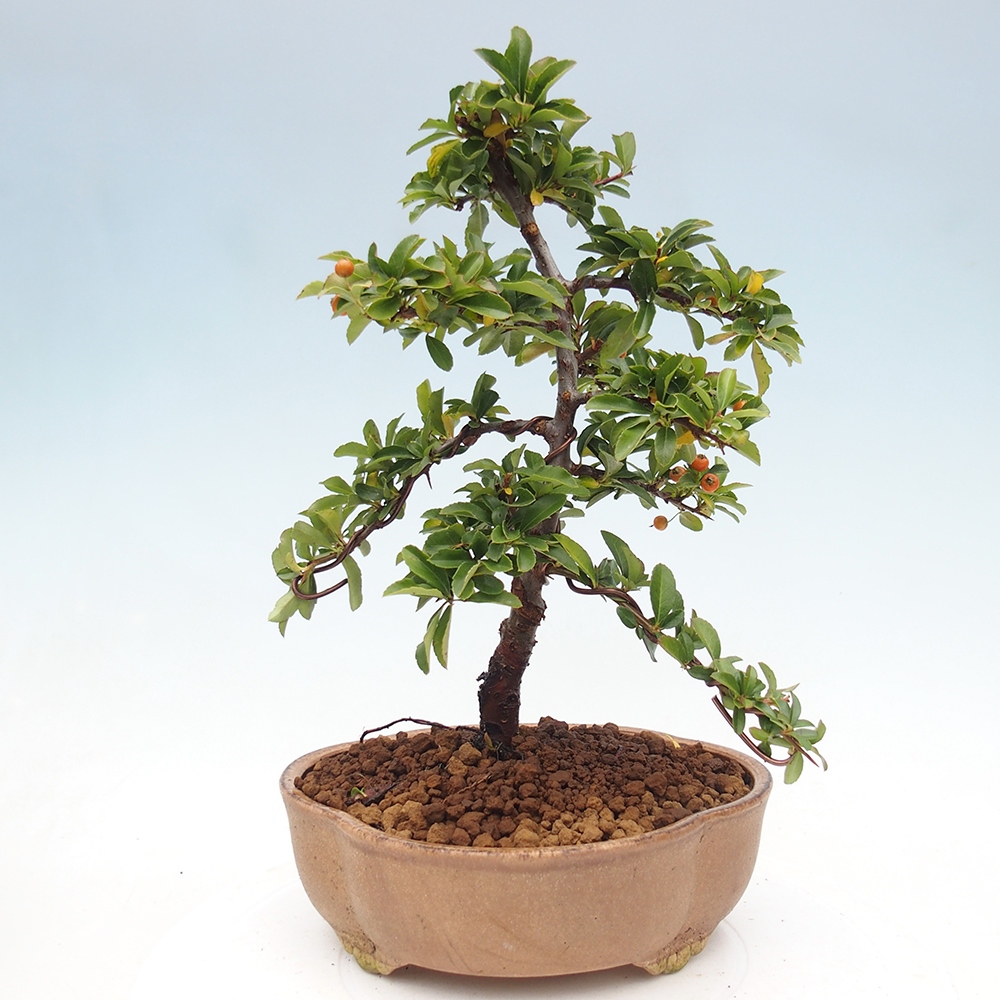 Freiland-Bonsai-Pyracantha Teton -Hlox