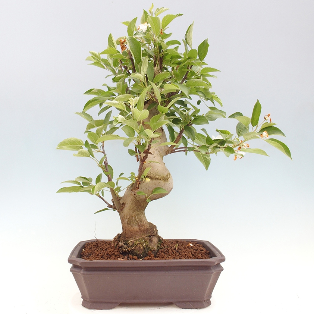 Outdoor-Bonsai -Malus halliana - Kleinfrüchtiger Apfelbaum