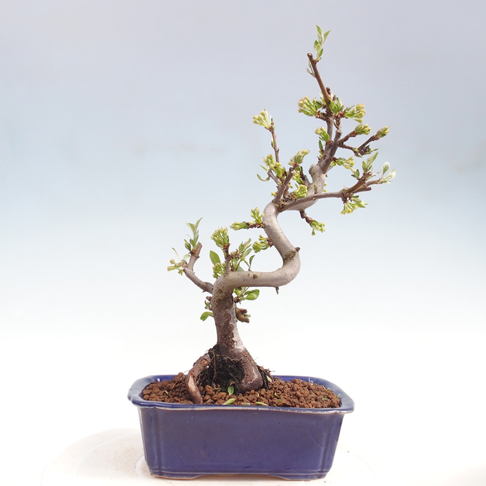 Outdoor Bonsai - Malus sargentii - Kleinfrüchtiger Apfelbaum
