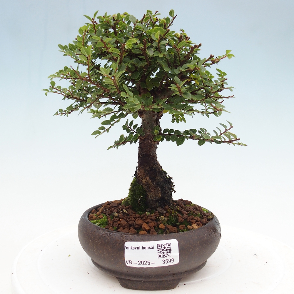 Bonsai für draußen - Ulmus parvifolia Hokkaido - Chinesische Ulme