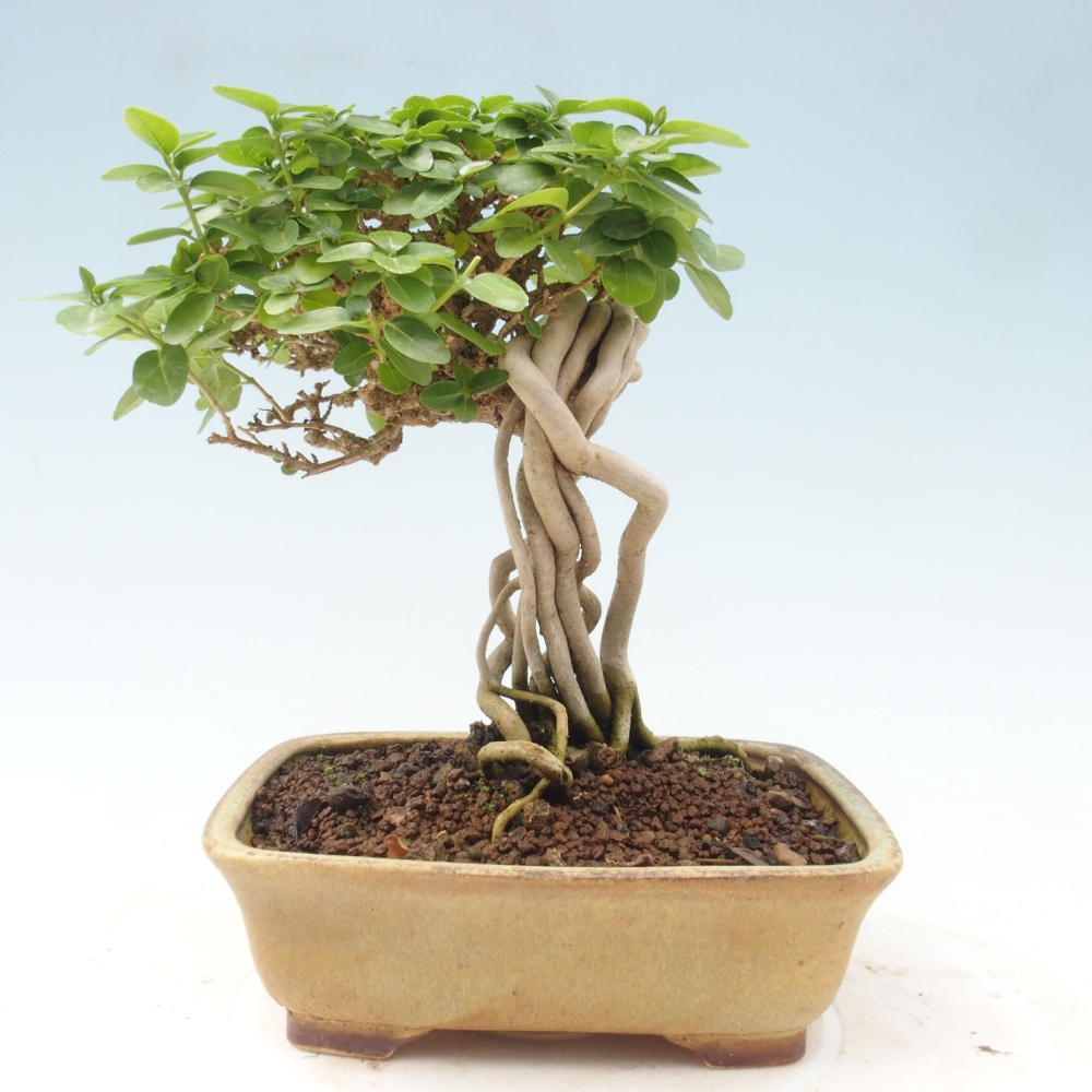 Zimmerbonsai - Premna serratifolia - Kozlovna malolista