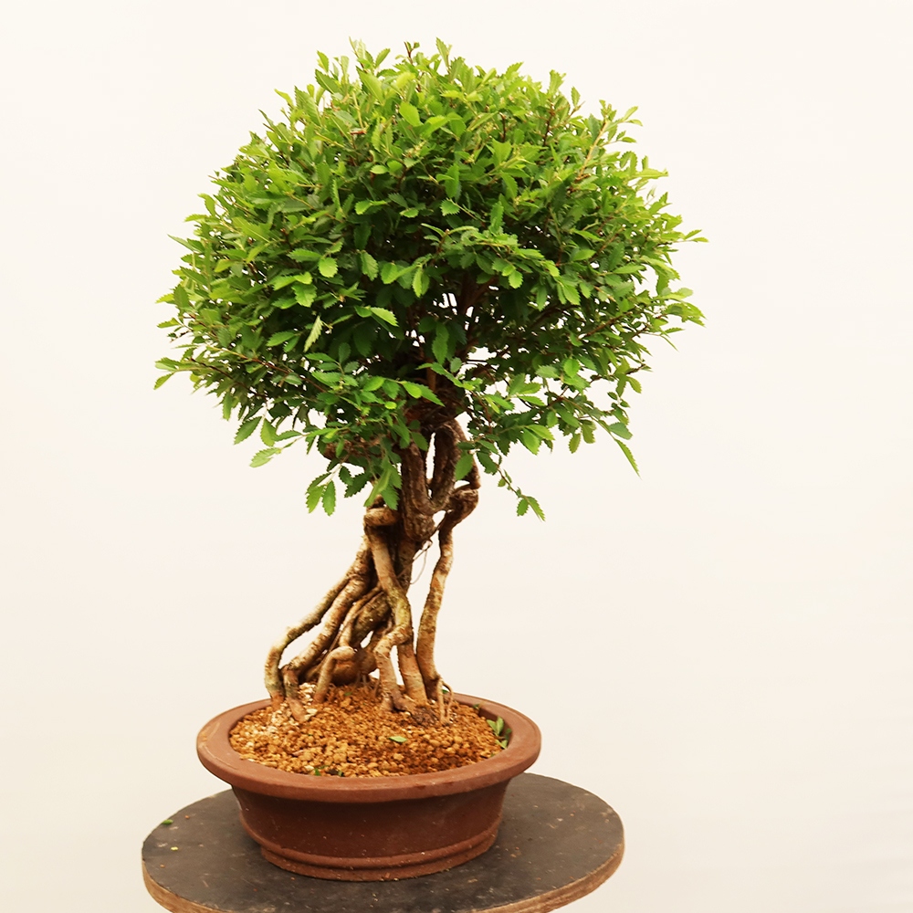 Bonsai für draußen - Zelkova - Zelkova NIRE