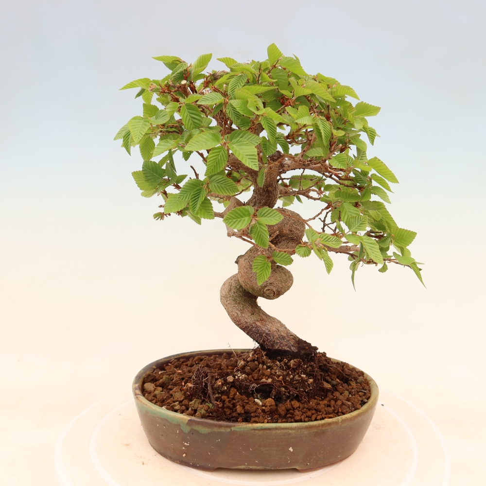 Bonsai für draußen - Karpinus Coreana - Koreanische Hainbuche