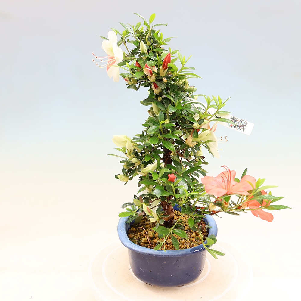 Bonsai für draußen - Japanische Azalee - Azalee Asahi-no-izumi