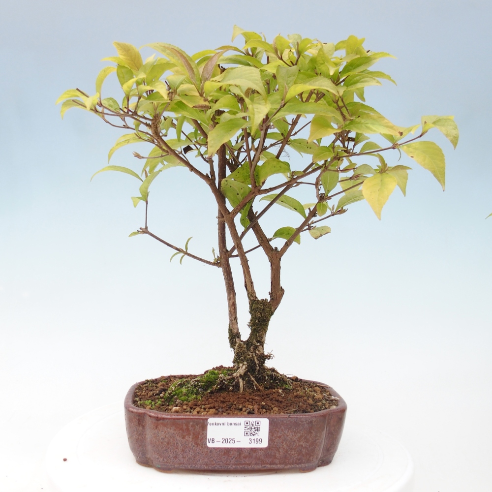 Bonsai für draußen - Callicarpa japonica