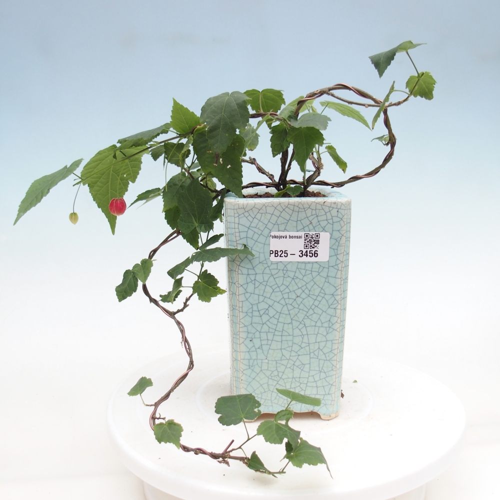 Zimmerbonsai - Abutilon Big Bell - Moltebeere