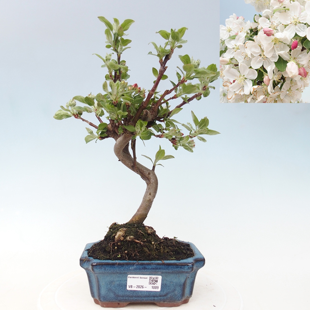 Outdoor-Bonsai -Malus halliana - Kleinfrüchtiger Apfelbaum
