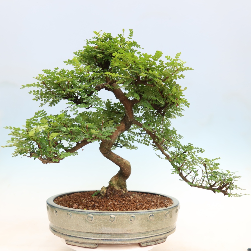 Zimmer Bonsai - Zantoxylum piperitum - Pfefferbaum