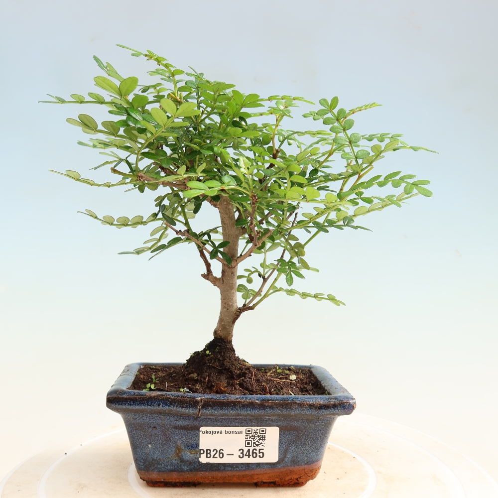 Zimmer Bonsai - Zantoxylum piperitum - Pfefferbaum
