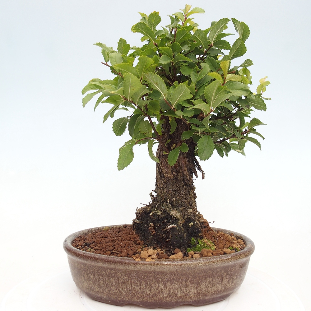 Bonsai für draußen - Zelkova - Zelkova NIRE