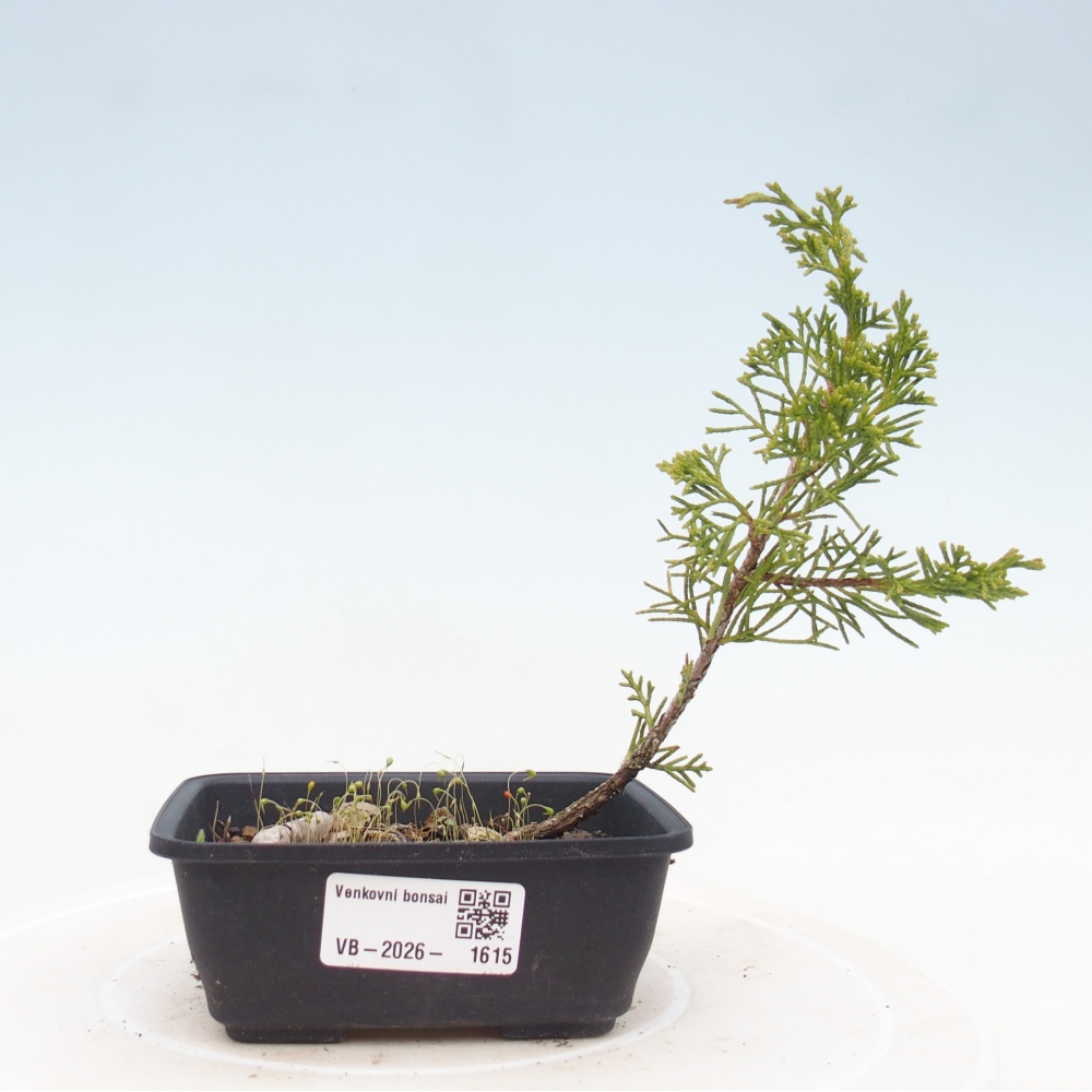 Bonsai für draußen - Juniperus chinensis Itoigawa