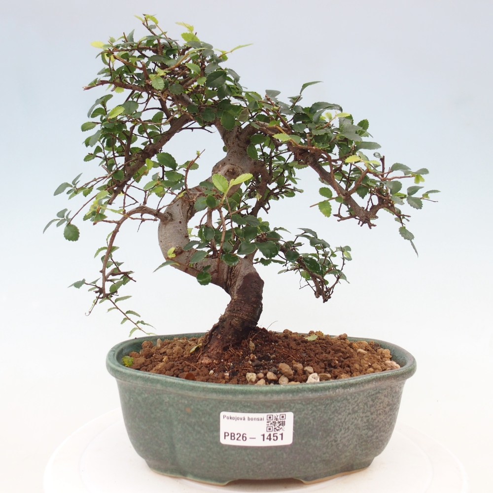 Zimmerbonsai - Ulmus parvifolia - Kleinblättrige Ulme
