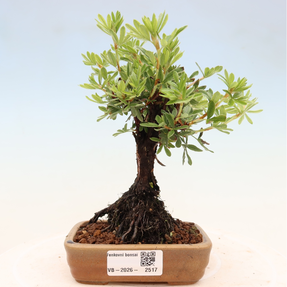 Bonsai für draußen - Potentila fruticosa