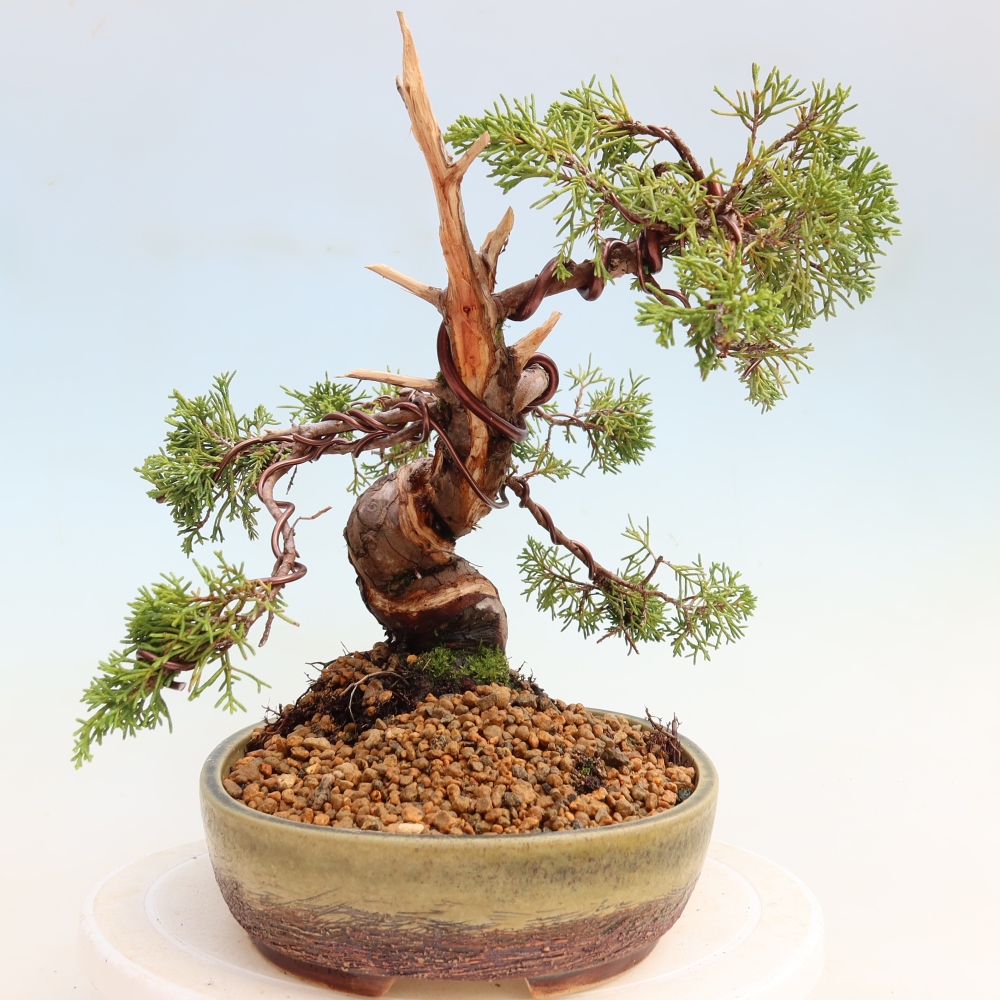Bonsai für draußen - Juniperus chinensis Itoigawa-Juniperus chinensis