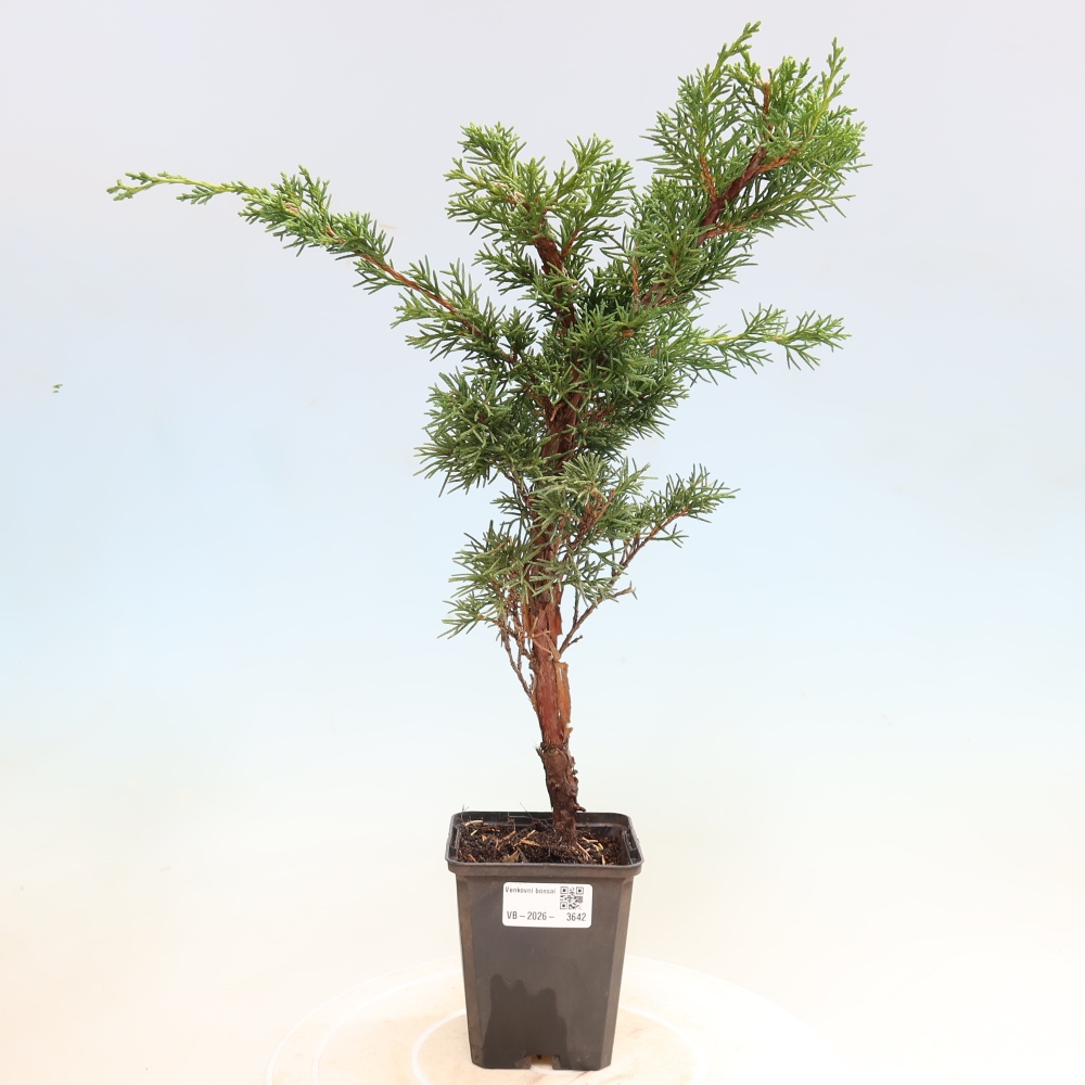 Bonsai für draußen - Juniperus chinensis Kishu