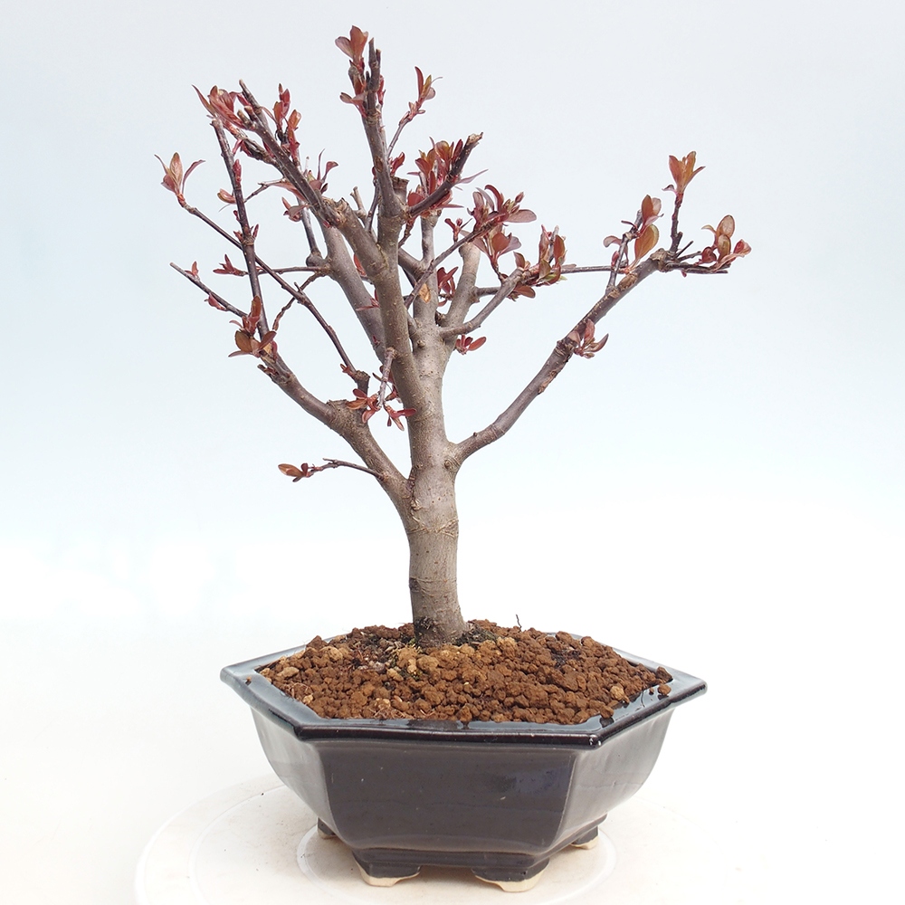 Outdoor-Bonsai -Malus domestica - Kleinfrüchtiger rotblättriger Apfelbaum