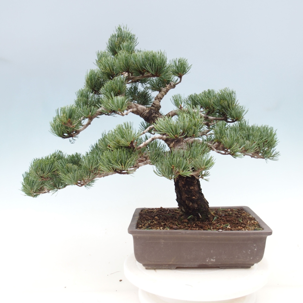 Bonsai für draußen - Pinus parviflora - Pinus parviflora