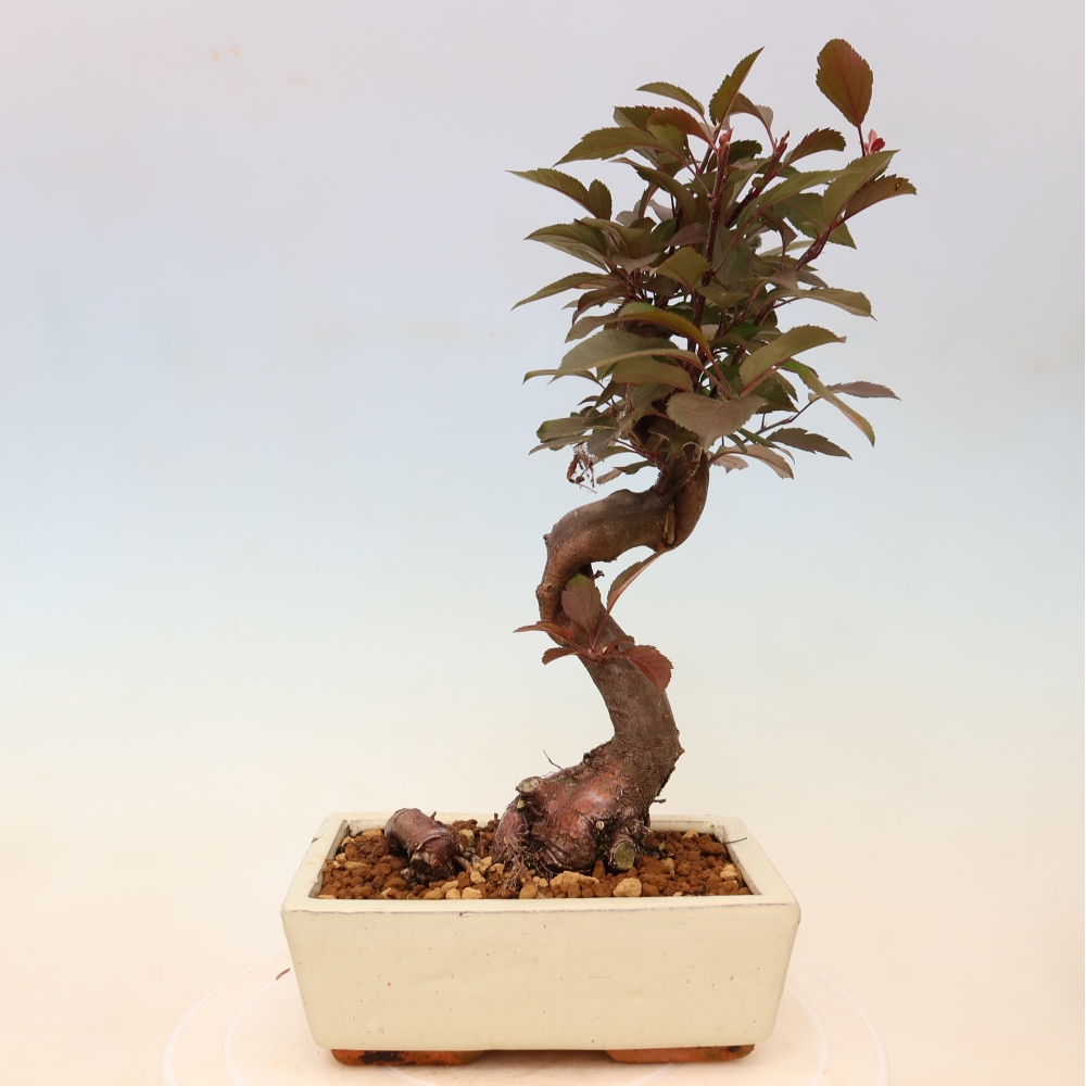 Outdoor-Bonsai -Malus domestica - Kleinfrüchtiger rotblättriger Apfelbaum