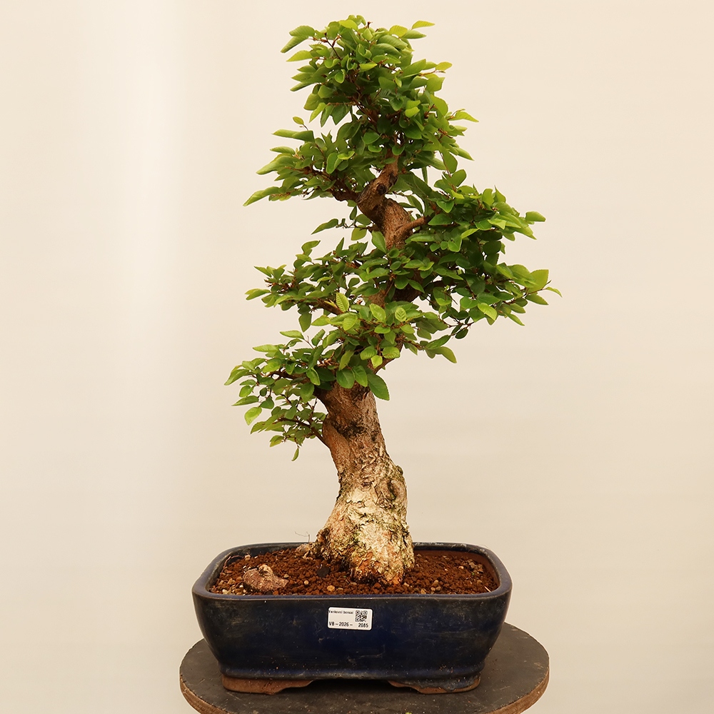 Bonsai für draußen - Karpinus Coreana - Koreanische Hainbuche
