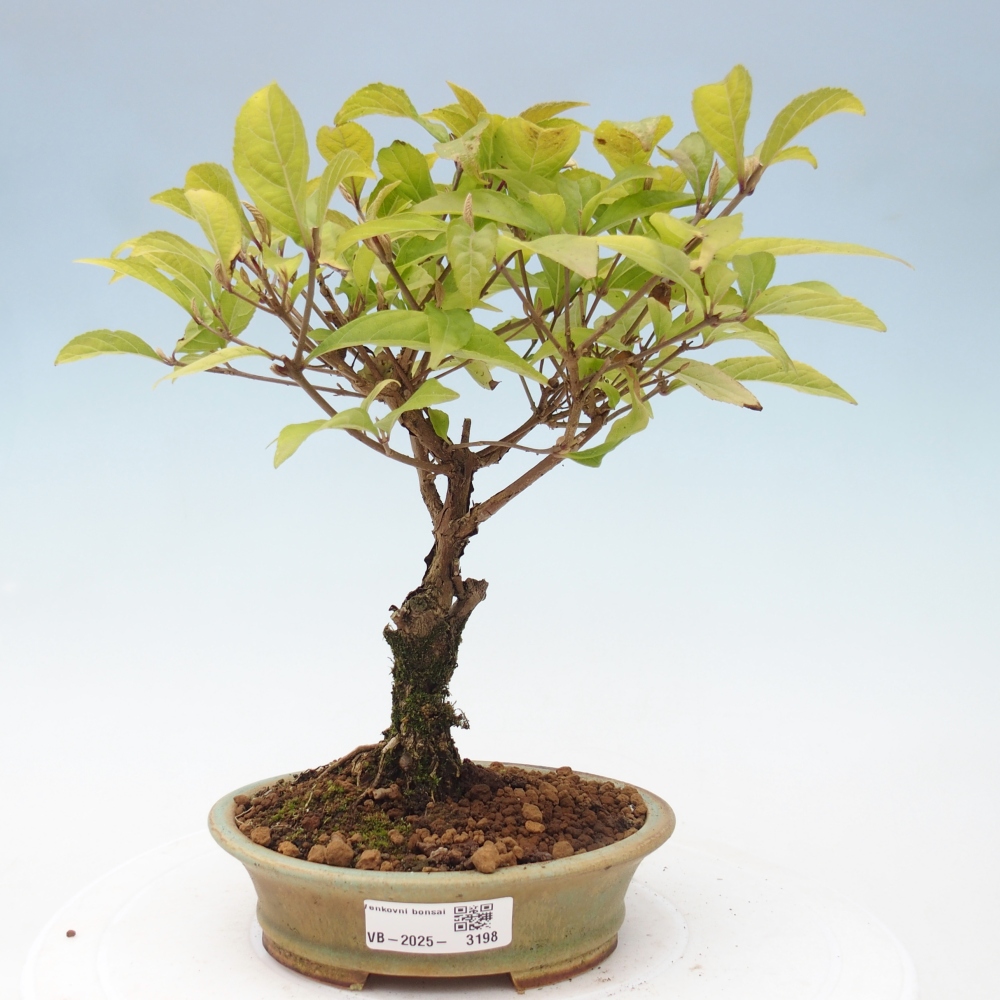 Bonsai für draußen - Callicarpa japonica