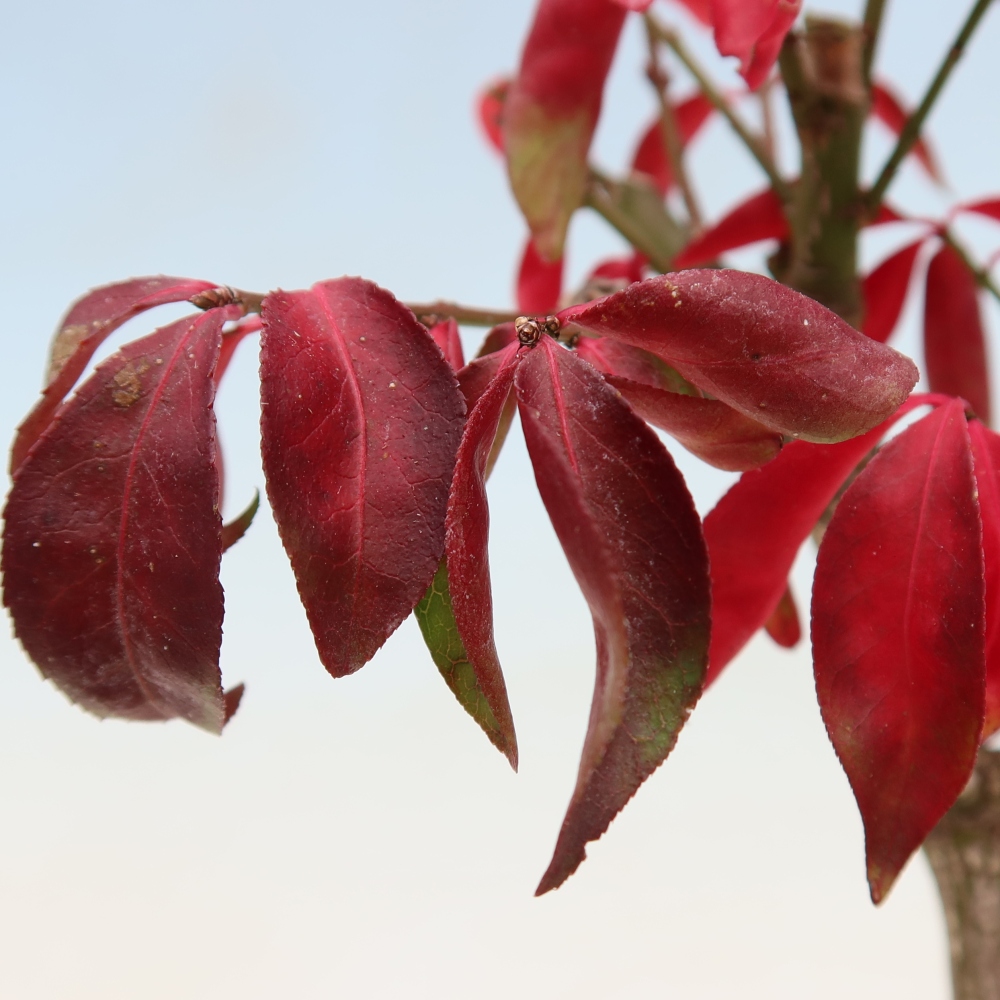 Bonsai für den Außenbereich – Euonymus alatus comactus – Flügel-Spindelstrauch