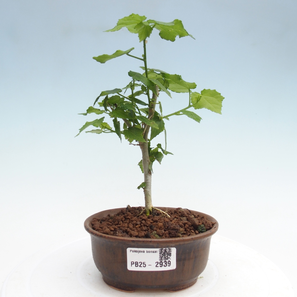 Zimmerbonsai - Malvaviscus arboreus