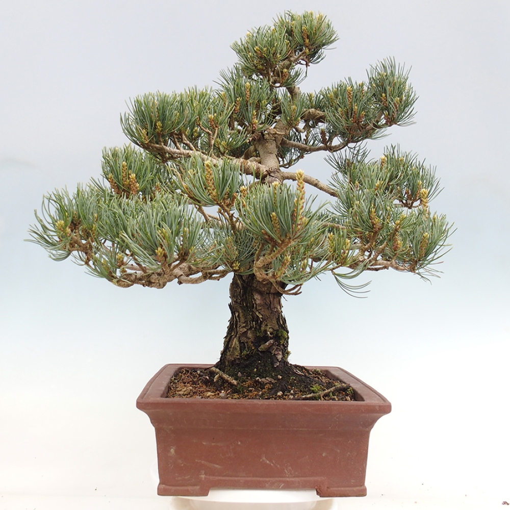 Bonsai für draußen - Pinus parviflora - Pinus parviflora
